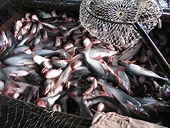 Anti-dumping tariff on Vietnamese pangasius unfair