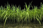 Aus sugar industry takes on the US