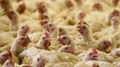 India Considers Challenge to WTO over US Poultry Decision