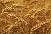 Russia to introduce export tariff on grain