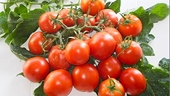 SPC takes aim at cheap Italian tomatoes
