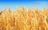 Pakistan: Export of surplus wheat Rs six billion subsidy approved by ECC