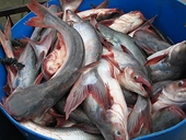VN Tra fish exports face higher US tariffs