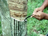 India: To help growers, rubber import duty hike likely