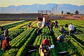 U.S. farm lobbies call for action over India, China subsidies