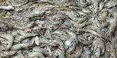 Commerce proposes hike in shrimp duties for India, lowers Vietnamese rates across the board