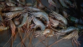 Sharp cut in US anti-dumping tariffs on Vietnamese shrimp