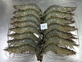 FTA with S Korea to boost shrimp exports