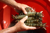 Vietnam: Shrimp exports to South Korea to boast after FTA