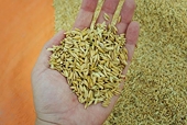 Insiders seek ways to iron out agricultural export difficulties