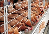 Beijing launches WTO suit over EU poultry tariff quota dispute