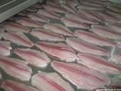 Weak euro keeps EU pangasius market slow
