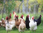 India loses poultry case against US at WTO