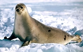 Seal products trade: agreement to adapt the ban to WTO rules