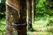 Asian industry hit by new China rubber standard