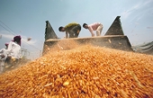 Food subsidies still ‘haunt’ India at WTO