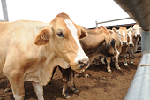 Australia "disappointed" at Indonesia's decision to sharply cut live cattle exports