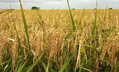 Japan mulls import quota for US rice in TPP talks