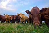 VN: Local livestock association requests anti-dumping investigation of US chicken