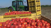 Euro anger over tomato dumping inquiry