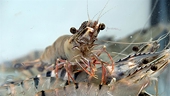 VN: Shrimp exports on the road to recovery