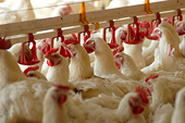 South Africa close to agreeing final terms for U.S. poultry imports