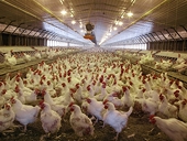 Vietnam Cries Fowl as U.S. Chicken Suit Shows TPP Flip Side