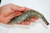 Frozen warmwater shrimp - The U.S investigates anti-dumping measures