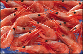 Certain Shrimp from Viet Nam - The United States investigates anti-dumping measures (Dispute DS404)
