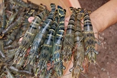 VN: Shrimp exports to fall by $1 billion