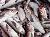 WWF calls on WTO to Address Fisheries Subsidies