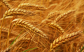 U.S. Wheat applauds WTO end to export subsidies