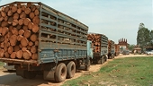 VN: Wood exports set to climb this year
