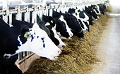 China launches trade probes against U.S. animal feed ingredients