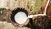 India starts anti-dumping probe on rubber import from EU, South Korea 