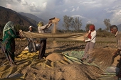 What Kenya can do to gain from lifting of WTO farm subsidies