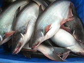 Tra fish exports to UK increase sharply
