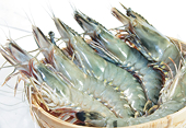Duties on VN shrimp sent to US increased