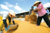 VN: Rice exports less competitive