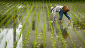 TPP will push Japanese farmers to grow cheaper rice in bid to boost exports
