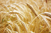 French wheat exports await Indonesia approval