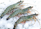 VN: Shrimp export sales expected to recover after difficult 2015