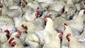 U.S. launches second WTO complaint in China chicken trade dispute