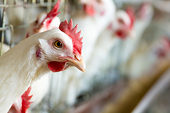 U.S. seeks WTO dispute panel in chicken dispute with China