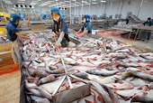 Catfish exporters prepare for strict US inspections