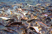 Vietnamese pangasius production on track after harsh drought