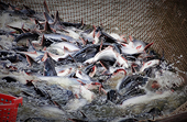 Tra fish to be traded online