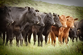 Cattle supply from Australia still suspended