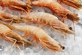 US hike in anti-dumping duty to hit Indian shrimp exports