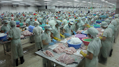 VN: Fish exports to US to be tested